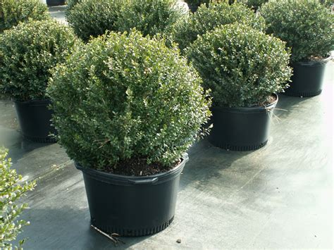 Compacta Holly Holly Images Green Thumb Shrubs Deer The Outsiders