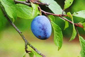 Heirloom fruit tree nursery grounded in organically grown apple trees. Missouri Trees with Edible Fruit