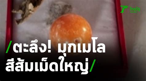 ทำความรู้จัก ไข่มุกเมโล่ หนึ่งในไข่มุกธรรมชาติที่หายากที่สุด และแพงที่สุดของโลก ในหอยทากทะเลแค่ 1 ตัว ในทุกๆ 3,000 ตัวเท่านั้น ที่สร้างมุก. ตะลึง! "มุกเมโล" ไข่มุกอ่าวไทย สีส้มเม็ดใหญ่ | 03-02-64 ...