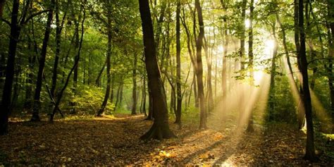 Las Mejores Imágenes De Bosques Bonitos Para Descargar