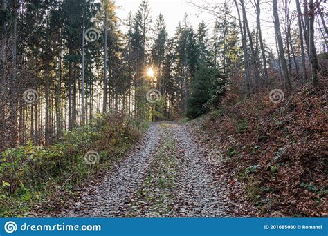 Forest Road Under Sunset Sunbeams Lane Running Through The Autumn