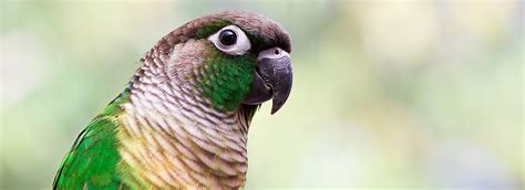 Visit victorian bird company in hoppers crossing as we breed many birds we sell. Bird Feeding & Nutrition | PetSmart