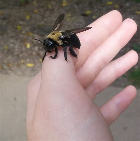 Their distinctive entry holes, about you may hear rumbling, burrowing sounds within wood. The Best Facts About Carpenter Bees