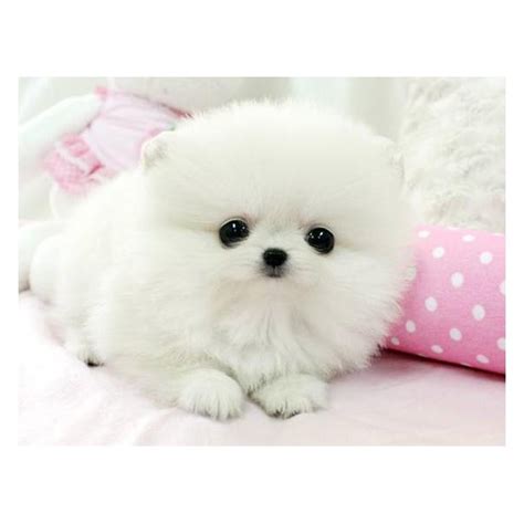 Your #1 trusted source for adorable pomeranian puppies! Healthy Teacup white Pomeranian puppies for sale - Pets - Free