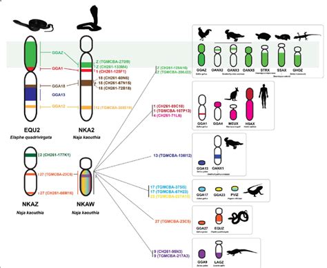 Chromosome Maps Of The Siamese Cobra Chromosome 2 And Z And W