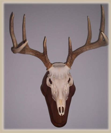 european deer mount | Deer mounts, Painted deer skulls, Deer