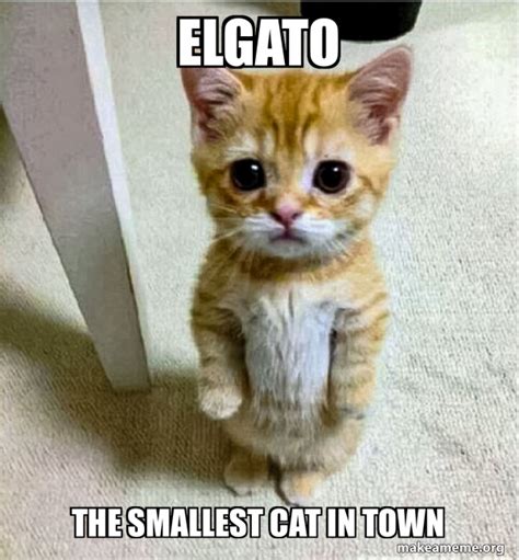 Elgato The Smallest Cat In Town Cute Cat Standing Meme Generator