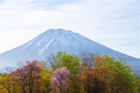 Hokkaido Sakura—springing Into Action Experience Niseko