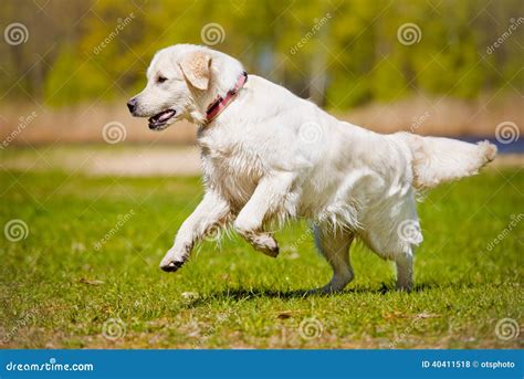 Golden Retriever Dog Running Stock Photo Image Of Doggy Park 40411518