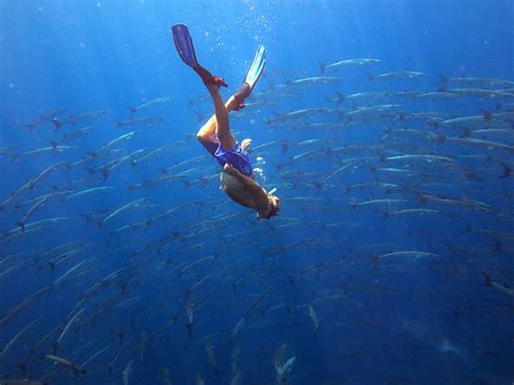 Finding nemo barracuda attack chorded g major 4 (3) slow 4x подробнее. Chevron Barracuda - Snorkeling Thailand