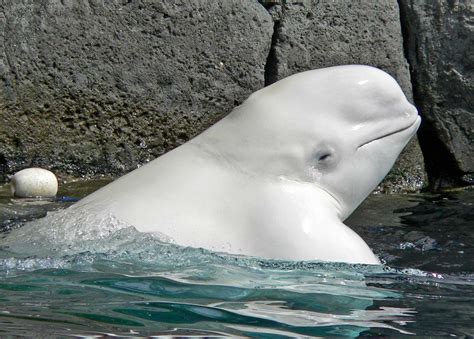 Islândia Recebe O Primeiro Santuário Para Baleias Brancas Do Mundo Wilder