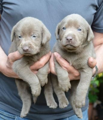 Yellow and black puppies available year round. Socialized Silver Labrador Retriever Pups For Sale