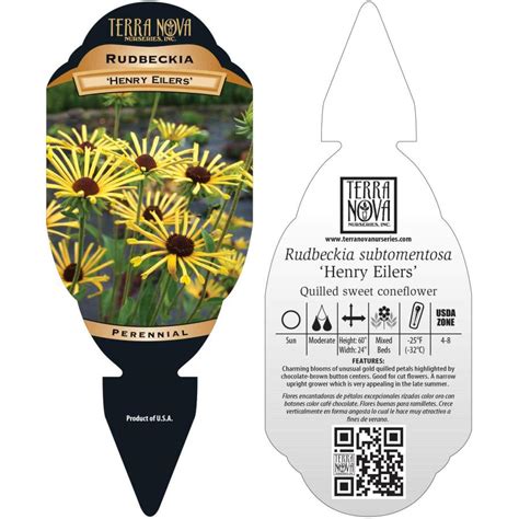 A distinctive selection of the sweet coneflower, which is native throughout the midwest and down to texas. Rudbeckia 'Henry Eilers' | TERRA NOVA® Nurseries, Inc.