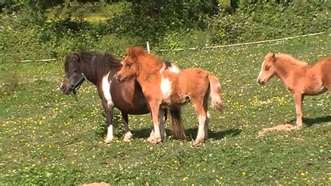 Falabella are relatively quiet and affectionate. Falabella horses in Toms field! no 2 - YouTube