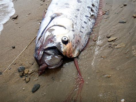 Giant Oarfish From The Darkest Depths Of The Ocean Appears On