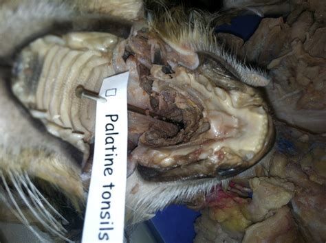 Learn about cat digestive system with free interactive flashcards. Cat Dissection: Human Anatomy: Digestive System