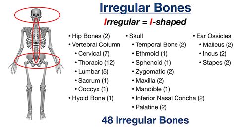 Types Of Bones In The Human Body Skeletal System Labeled Diagram And