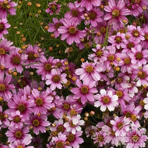 Plant Profile For Coreopsis Rosea ‘heavens Gate Pink Coreopsis