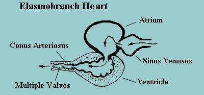 In fishes the four chambers of the heart are all well developed. How Many Chambers Does A Fish Heart Have - slidesharetrick