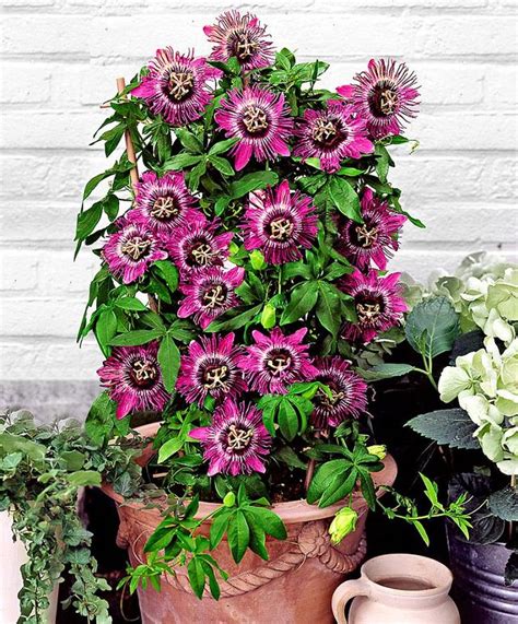 Cover a shady wall or fence with these hardy climbing plants. 24 Best Vines for Containers | Climbing Plants For Pots ...