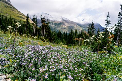Wildflowers On Iceberg Lake Trail Glacier National Park Usa Travel