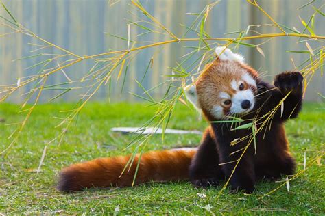 Le Panda Roux Rien En Commun Avec Lautre Panda On Vous Exp