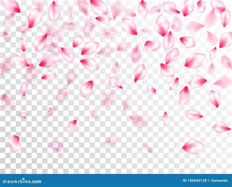 Pink Cherry Blossom Petals Isolated Stock Vector Illustration Of