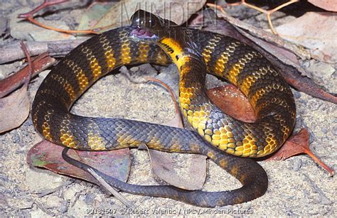 Minden Pictures Female Sub Adult Eastern Mainland Tiger Snake In