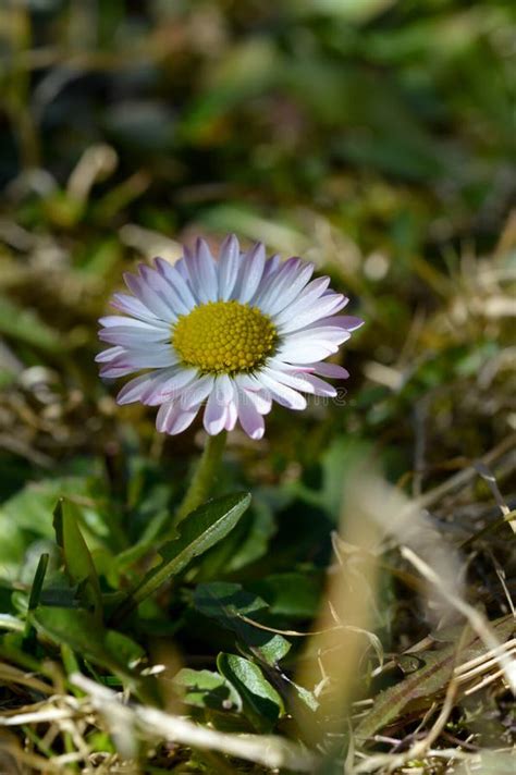 Common Daisy Flower In Nature Close Up Flower Head Stock Photo Image