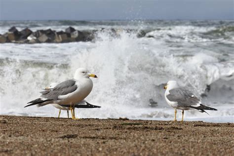 Beach Wave Sea Gull Seagull Seabird Image Free Photo