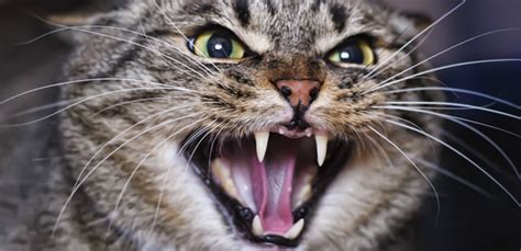 What Causes Petting Aggression In Cats Cat Meme Stock Pictures And Photos