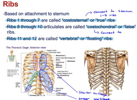 Thorax And Chest Wall Flashcards Quizlet