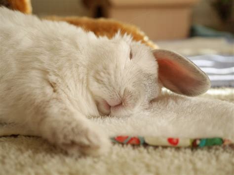 158 Best Sleeping Bunnies Images On Pinterest Rabbits Bunnies And