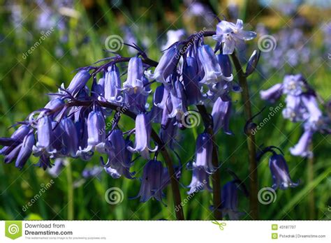 Blooming Bluebells Stock Image Image Of Heads Blossom 43187707