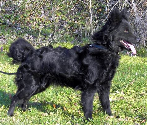The mudi is a rare breed of hungarian dogs that have evolved just a hundred years ago through the cross. 12 Rare Breeds Of Dog You've Probably Never Heard Of ...