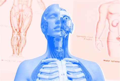 92 anatomical illustrations were created, all in vector format suitable for the web. Upper Torso Anatomy : See more ideas about anatomy drawing ...