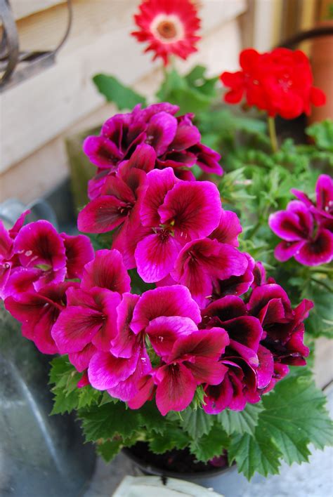 The flowers have a slightly frilled edge and are the most. Pelargonium "Candy flowers" | Geranium plant, Geraniums ...