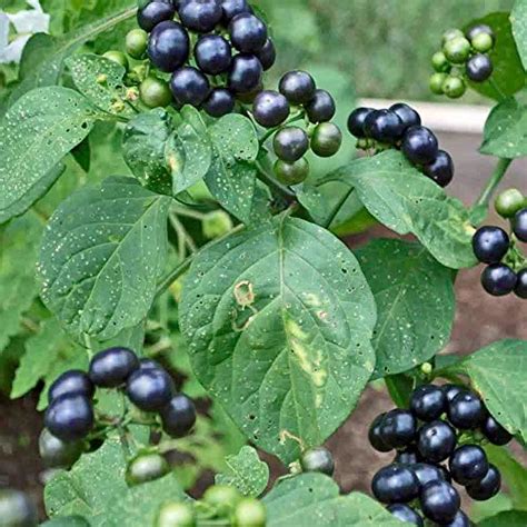 Black Huckleberry Guide How To Grow And Care For Gaylussacia Baccata
