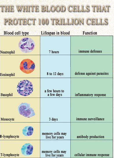 Leukocytes Function