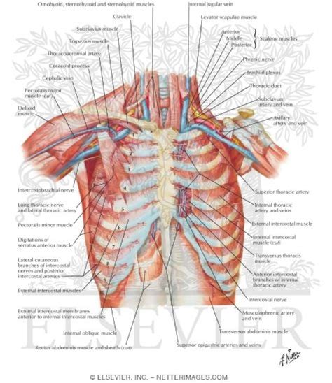 Thorax Anatomy Human Anatomical Charts Posters