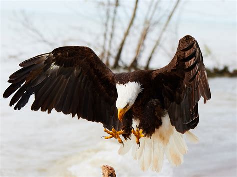 Ontario Bald Eagle Landing