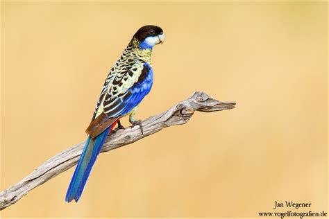 Die nördliche rosella, früher bekannt als brown's rosella oder die schmuddelige rosella, ist eine im norden australiens heimische papageienart, die vom golf von. Brownsittich (Platycercus venustus) Northern Rosella ...