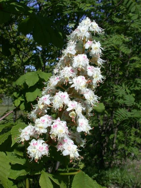 Resultatene viste at denne beiteteknologien egner seg til å holde storfe innenfor en virtuell grense, og at dyrene lærer seg systemet etter kort tid. Aesculus hippocastanum - Hestekastanje, Horse Chestnut ...