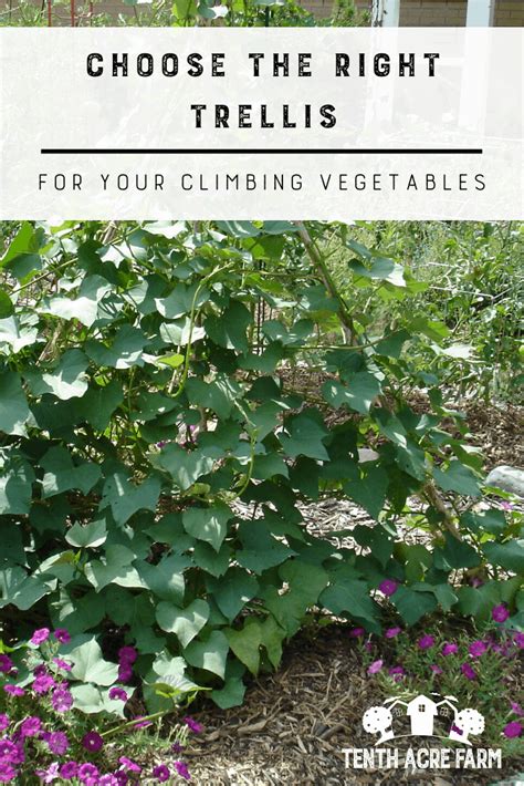 Choose The Right Trellis For Your Climbing Vegetables Organic