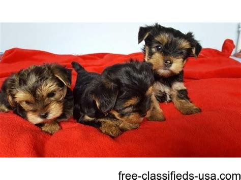 Dogs · 1 decade ago. very marvelous teacup yorkie puppies - Animals - Lima ...