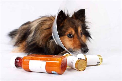 We did not find results for: Prednisone For Dogs: Dosages, Side Effects, And More