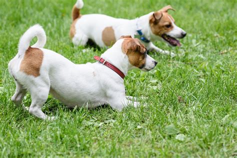 Two Obedient Dogs Lying On Grass Terrier Mix Terrier Mix Breeds
