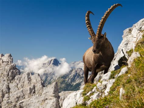 Switzerland Ibex Hunting Controversy