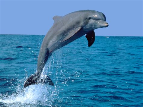 Dolphin Friendly Animals Pets Cute And Docile