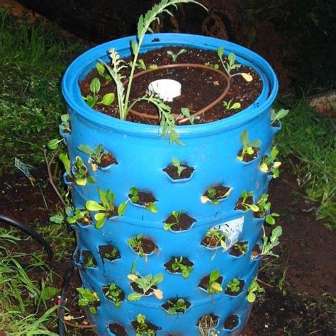 Growing Up To 72 Plants In A 55 Gallon Drum Plastic Barrel Planter